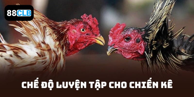 Chế độ luyện tập cho chiến kê